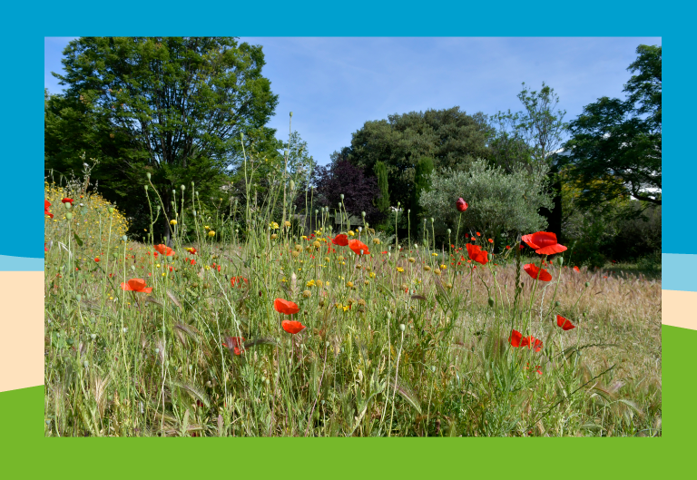 Plus de Friches Urbaines naturelles